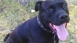 В ВКО убили питбуля, находившегося на привязи