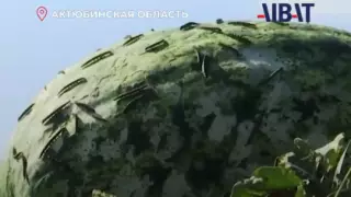 Акимат включился в борьбу с гусеницами в Актюбинской области