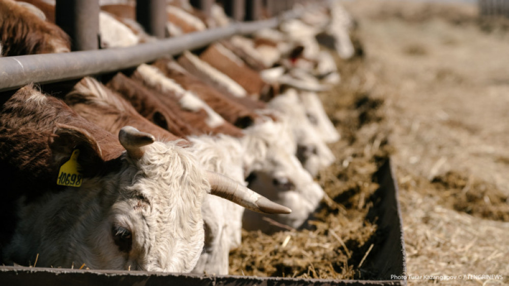 О гибели скота из-за дефицита воды заявили жители Атырауской области