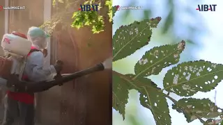 Насекомые массово уничтожают карагач в Шымкенте