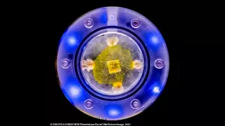 Образец одноклеточной плесени отправят на МКС