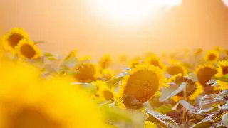 Жара до 45 градусов и дожди: погода на выходные в Казахстане