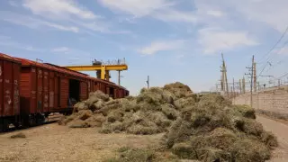 Ситуацию с кормом для скота прокомментировали в Алматинской области