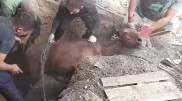 Спасение упавших в яму лошади и жеребенка попало на видео