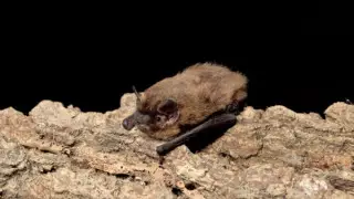 Летучая мышь стала "олимпийским чемпионом" по продолжительности путешествий