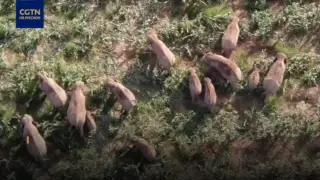 Стадо бродячих слонов в Китае направилось обратно в заповедник