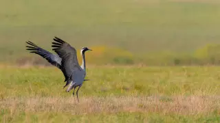 Люди стали причиной вымирания сотен видов птиц – исследование