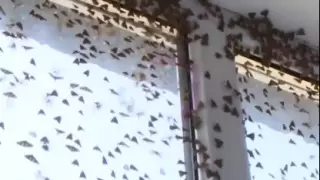 Гусеницы, атаковавшие Актюбинскую область, превратились в бабочек