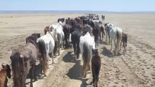 Сколько скота погибло из-за засухи, озвучили в Минсельхозе