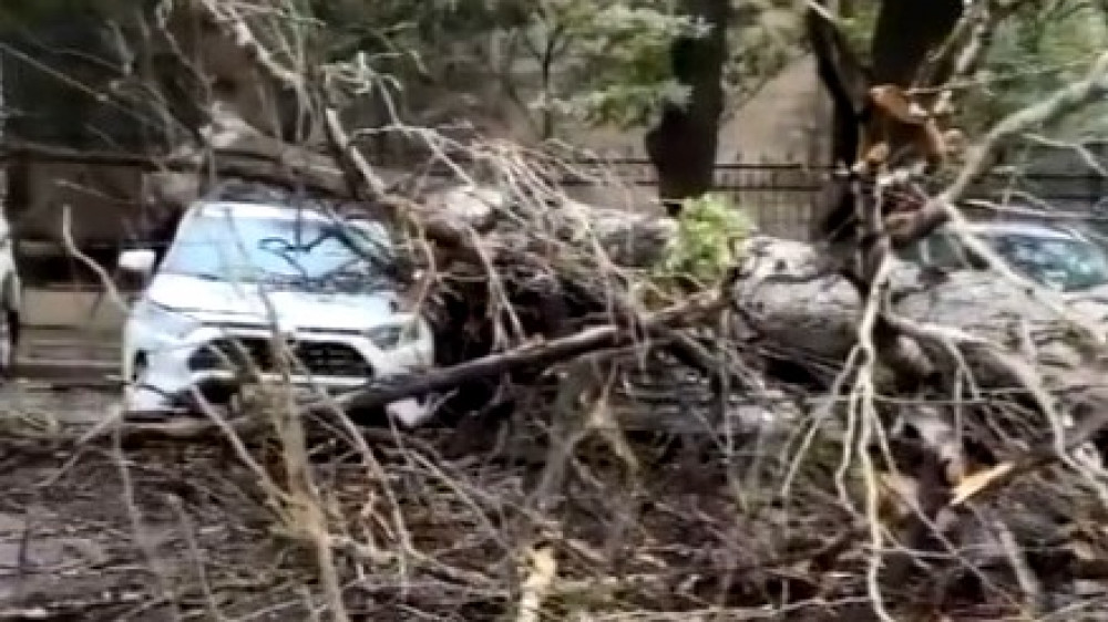 Упавшее дерево повредило несколько автомобилей в Алматы