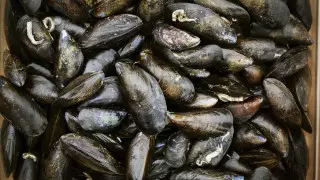 Очистить реку мидиями: на предложение школьника ответили в акимате Нур-Султана