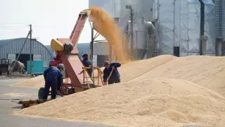 В Акмолинской области не предвидится дефицита кормов