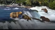 Видео забавной рыбалки медведей рассмешило пользователей Сети