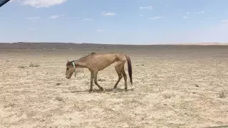 Казахстанцев попросили помочь умирающим от голода лошадям в Мангистау