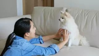 Южная Корея планирует предоставить правовой статус животным