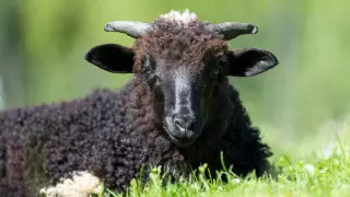 Следователя заподозрили во взятке в виде барана в ЗКО