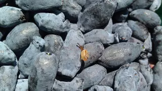 Названа самая полезная для организма ягода