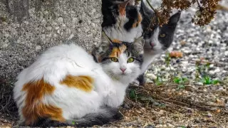 Дачных живодеров разыскивают в Павлодаре