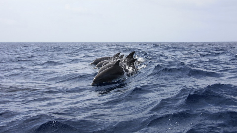 Кто сидит в черном дельфине пожизненно список и за что фото