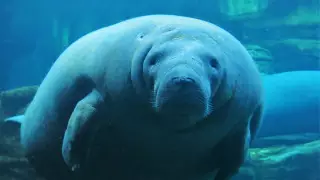 Исследователи встревожены массовой гибелью ламантинов