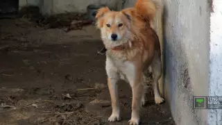 Алматыда алдағы үш жылда 45 мың жануарға чип салынады