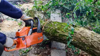 77 тысяч аварийных деревьев: опубликовали реестр зеленых насаждений Алматы