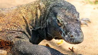 Самая большая ящерица оказалась на грани вымирания из-за изменения климата