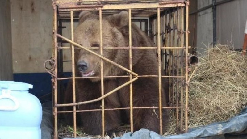 Девочку, покусанную медведицей на базе отдыха, ввели в кому в Костанайской области