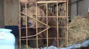 Девочку, покусанную медведицей на базе отдыха, ввели в кому в Костанайской области