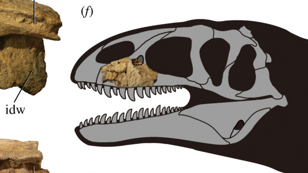 Улугбекзавр: останки неизвестного динозавра нашли в Узбекистане