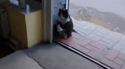 Бродячий кот-"артист" из Экибастуза восхитил соцсети