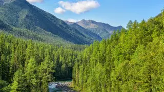 Пропавшую в августе в тайге туристку чудом нашли живой