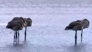 Розовые фламинго прилетели на городское озеро в Нур-Султане