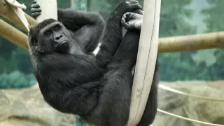 Гориллы заразились коронавирусом от сотрудника зоопарка в США