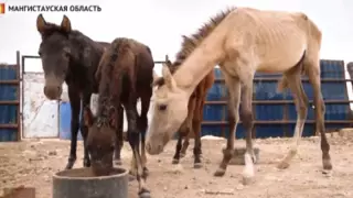 Животноводы попросили объявить режим ЧС в Мангистауской области