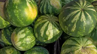 Химик выдвинул две версии смертельного отравления арбузом