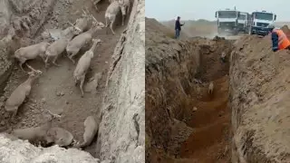 Стадо сайгаков упало в дорожную яму в Мангистауской области