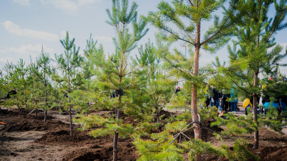 В Нур-Султане осенью планируют высадить полмиллиона деревьев