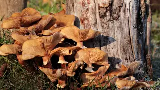 Эксперт назвал полезные для работающих за компьютером грибы