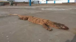 Пользователей Казнета пугают "гигантской ящерицей из Жетысая"