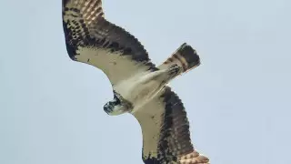 Обедала на Каспии, отдыхала на Евфрате. Блогер проследил за приключениями хищной птицы