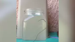 На "живой волос" в питьевой воде пожаловались жители села в Алматинской области