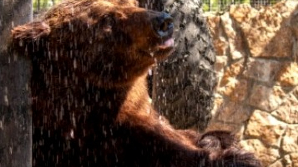 Злоумышленник отравил медведей в российском зоопарке
