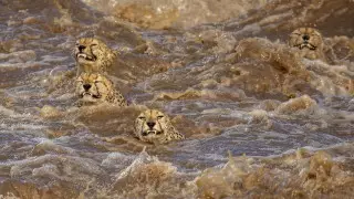 Самая счастливая в мире горилла и пловцы-гепарды. Названы лучшие снимки конкурса Global Photo Contest