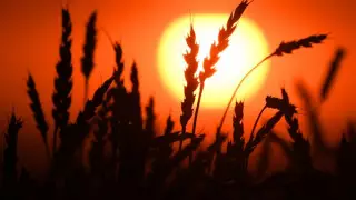 Казахстан возобновил поставки муки и зерна в Афганистан - Минсельхоз