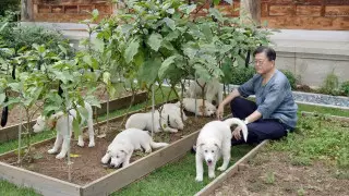 В Южной Корее поддержали предложение о запрете употребления мяса собак