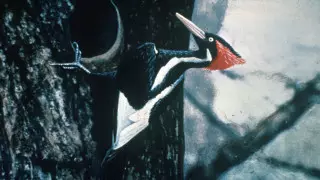 Десятки видов редких птиц и рыб объявили вымершими в США