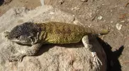 Новый вид ящериц нашли в горах в Перу