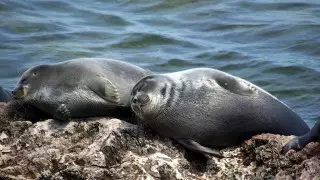 Токаев предложил России меры по спасению каспийского тюленя