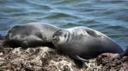 Токаев предложил России меры по спасению каспийского тюленя